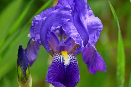 Iris purple plant photo