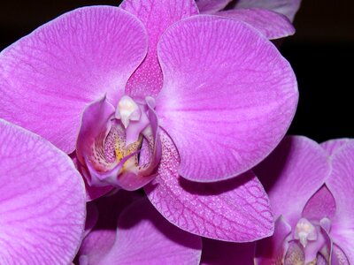 Floral petal spring