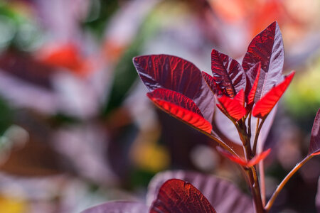 Bush Leaves