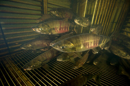 Salmon migrating through weir-2