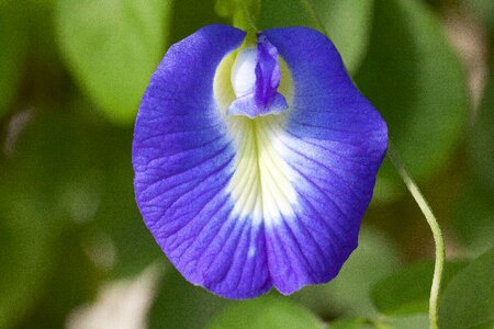 Clitoria ternatea fabaceae faboideae