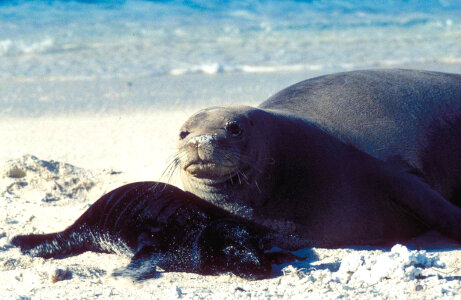Hawaiian monk seal and pup photo