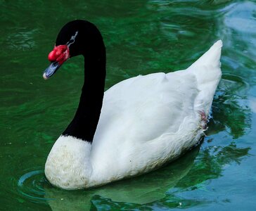 South american swan waterfowl bird
