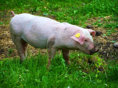 Little piglets benefits of animal white pig