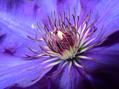 Clematis purple blue photo