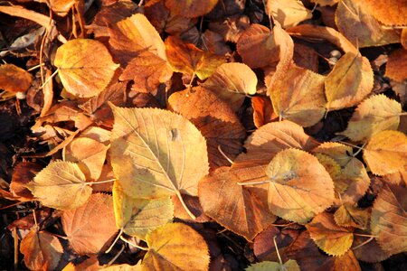 Autumn leaves Free photos