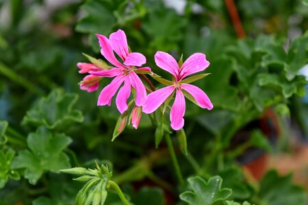 Flower Garden pinkish rain