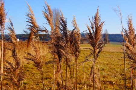 Plant marsh plant green
