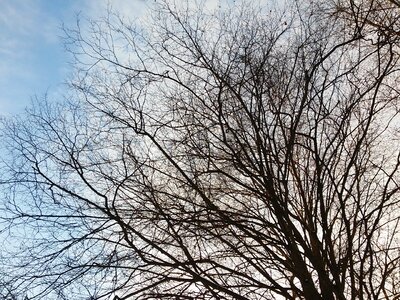 Silhouette crown winter photo