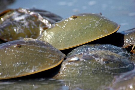 Sea nature shell