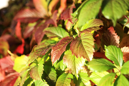 green leaves