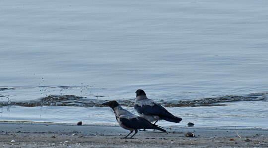 Birds crow Danube