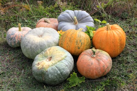 Cucurbita maxima cucurbitaceae cucurbita pepo