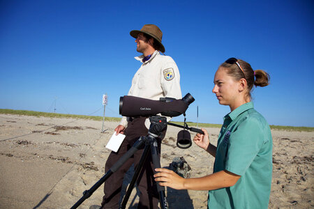 Service biologists study shorebirds-2 photo