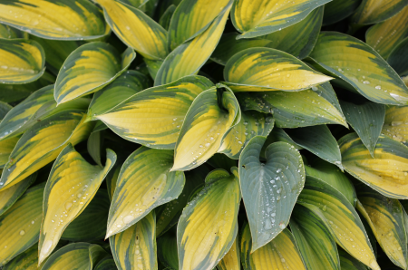 Plant summer natural