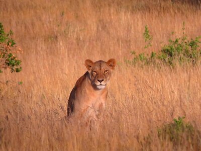 Lion wildlife nature photo