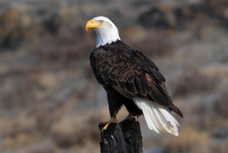 Birds animals fauna