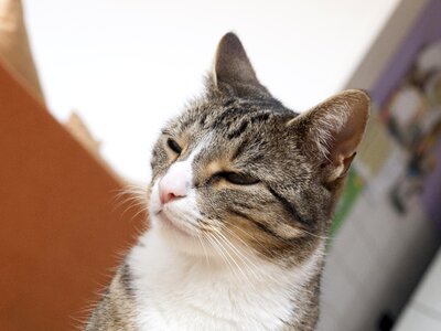 Adorable animal cat