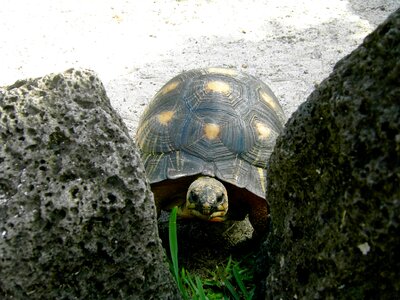 Reptile tortoise shell animal