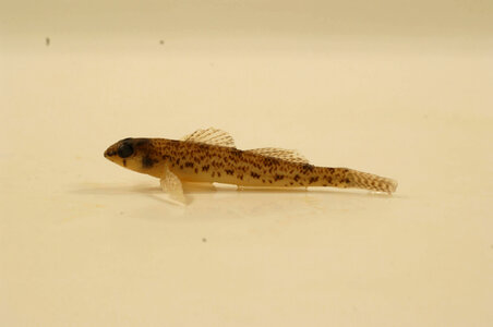 Etheostoma olmstedi