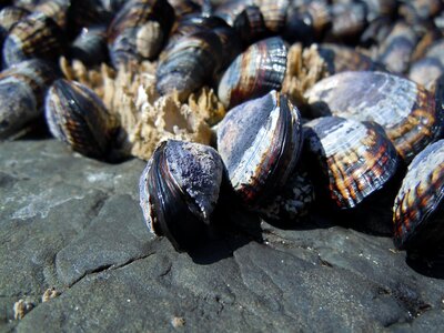 Shell nature marine
