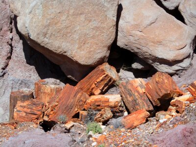 Fossil wood silicified wood wood opal