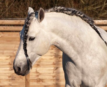 Animal cavalry fauna