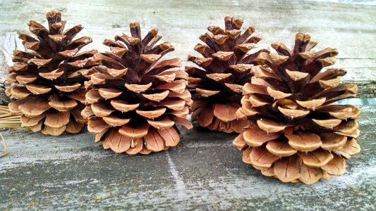Pine coniferous brown