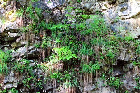 Fouling stone rock