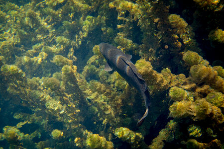Male bowfin hides in vegetation-1