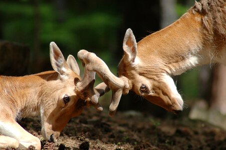 Nature animal fauna