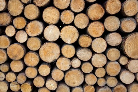 Firewood timber growing stock photo