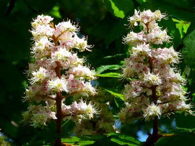 Inflorescence tree leaves photo