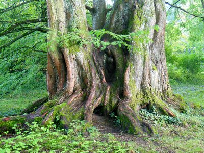 Log old tree trunk island photo