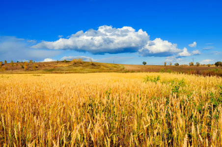 Golden fields of wheat on a background beautiful sky photo