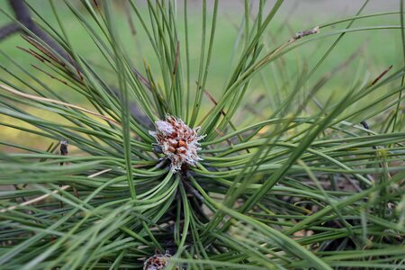 Plant nature pine photo