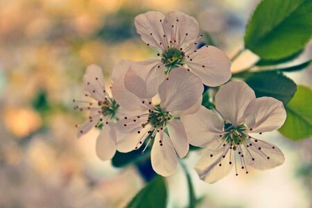 Nature beautiful blossom