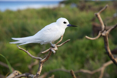 White tern on Nihoa Island photo