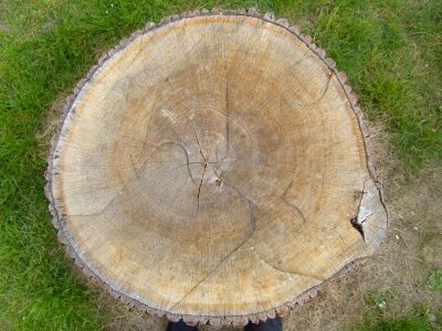 Ancient lumber tree