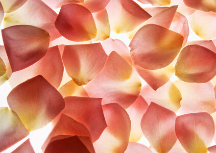 colorful flower petals close-up