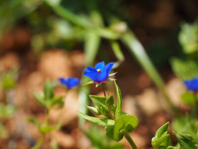 Bloom blue raindrop photo