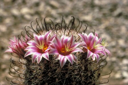 Cactus Ferocactus wislizeni petals
