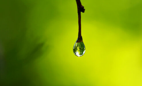Single Water Drop on a Twig