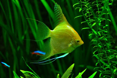 Tropical fish underwater water photo