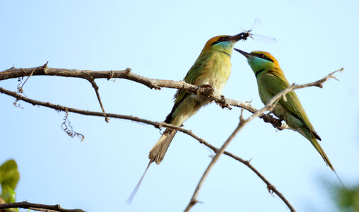 Two Birds catching a bug photo