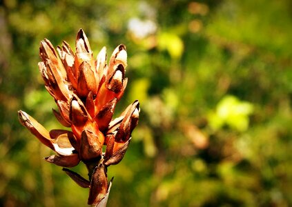 Beautiful Flowers biology bloom