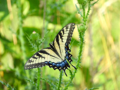 Eastern tiger swallowtail photo
