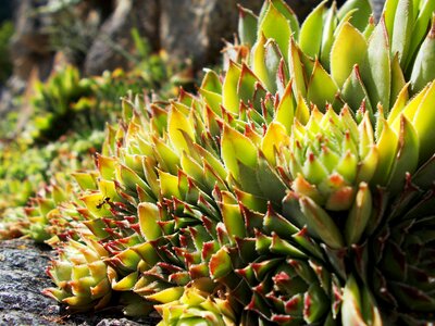 Plant green nature photo