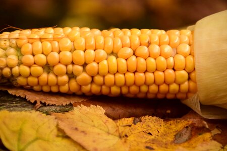 Corn diet food photo