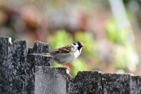 Living nature village landscape